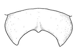   Anthidium illustre  male, diagram showing dorsal view of seventh tergum (T7), diagram from Gonzalez and Griswold 2013 
